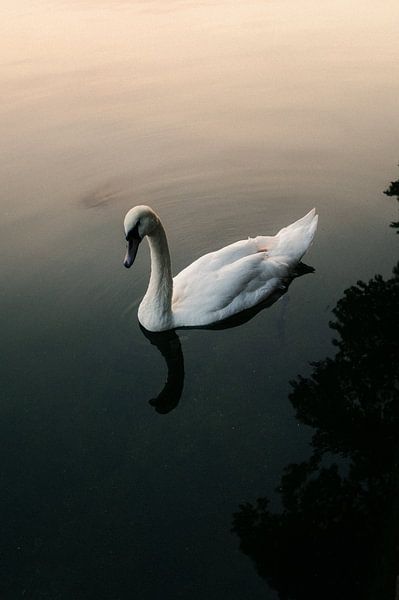 Zwaan in de zonsondergang van Olli Lehne