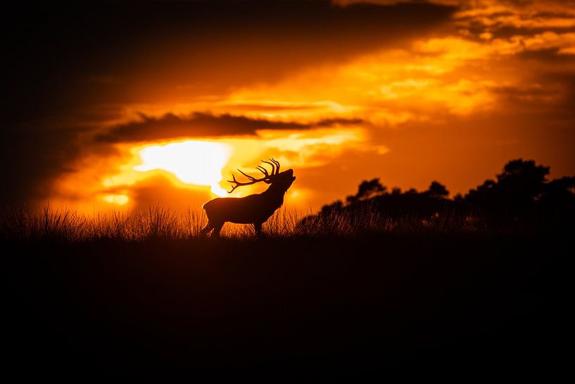 Deer Spring 2022 by dh78photography