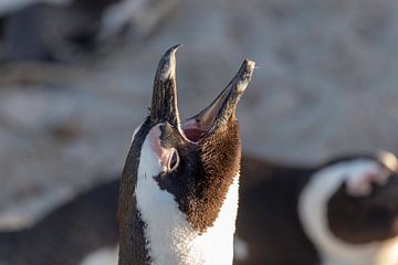 Zingende pinguïn van Dennis Eckert