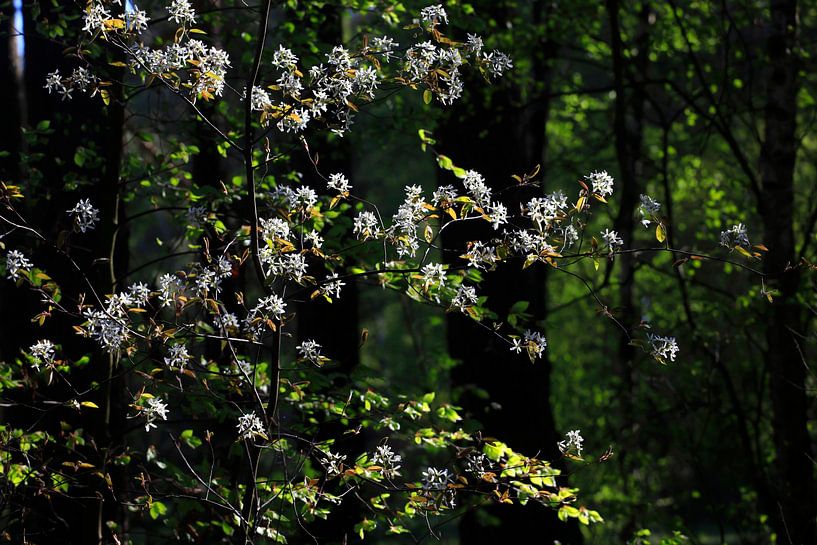 Forest in May by Thomas Jäger