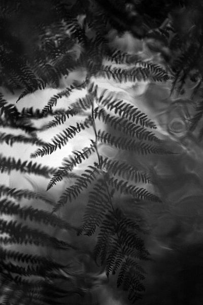 Ferns in the forest by Wieke Streef