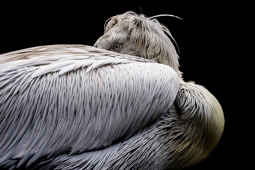 Pelican by Evi Willemsen