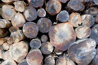 Tree trunks cut through