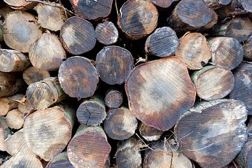 Des troncs d'arbres traversent sur Liselotte van Aken