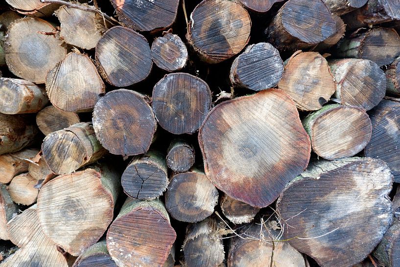 Tree trunks cut through by Liselotte van Aken