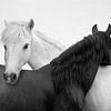 Yin and Yang Horses by Gal Design