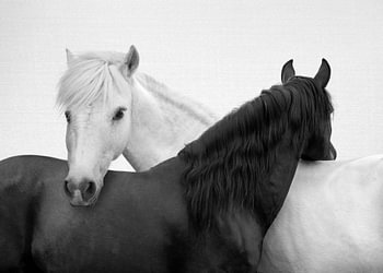 Yin und Yang-Pferde