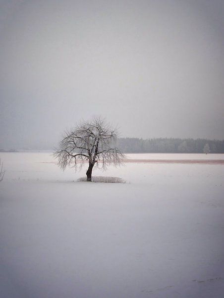 Winter 03 von Ilona Picha-Höberth