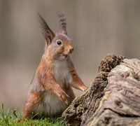 Smiling Red Squirrel