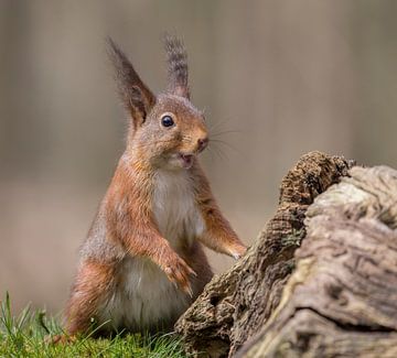 Lächelndes rotes Eichhörnchen von Marcel Klootwijk