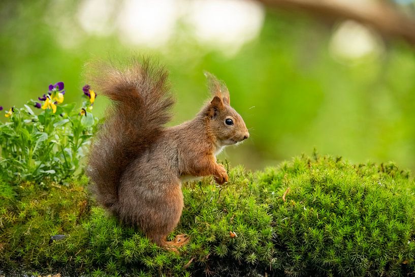 Eekhoorn, Rode Eekhoorn. Sciurus vulgaris van Gert Hilbink