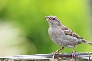 Haussperling (Passer domesticus)