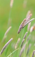 Groene foto met gras, grasspriet. ( Grote Vossenstaart )