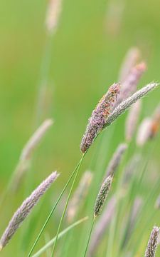 Groene foto met gras, grasspriet. ( Grote Vossenstaart ) van Peter Boon