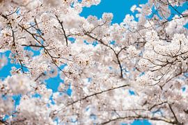 White Blossom by Patrick Ouwerkerk