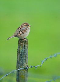 Un tel moineau domestique est ordinaire et spécial. sur Natuurpracht   Kees Doornenbal