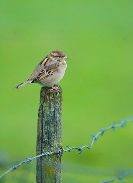 Ein solcher Haussperling ist gewöhnlich und besonders von Natuurpracht   Kees Doornenbal