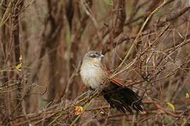 Eyebrow-striped Cuckoo by Bärbel Severens