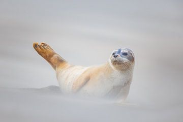 gewone zeehond van Pim Leijen