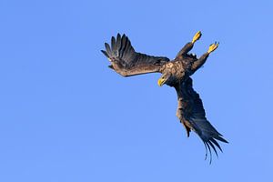 Zeearend op jacht in de lucht van Sjoerd van der Wal Fotografie