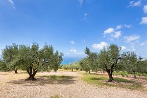 Orchard with olive trees at sea in  Greece sur Ben Schonewille