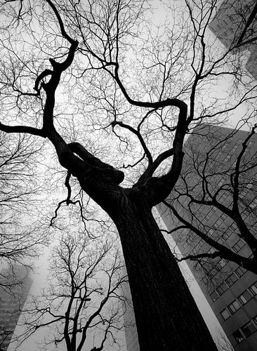 Arbres nus fantaisistes sur le Blaak