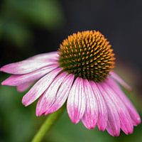 Enchinea Purpurea