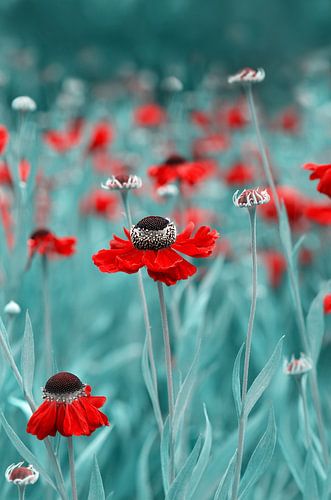 Summer meadow by Violetta Honkisz
