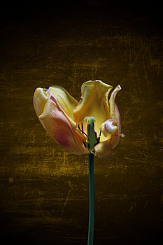gelbe Tulpe mit farbigem Hintergrund