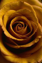 Golden morning dew on yellow rose by Art & Soul Creations