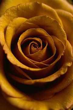 Gouden ochtenddauw op gele roos van De Muurdecoratie