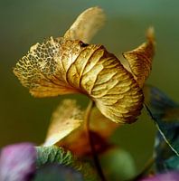 Copperwing