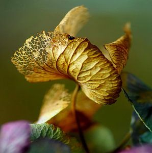 Copperwing