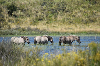 Konikpaarden in de Kennemerduinen