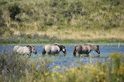 Konik horses in the Kennemer dunes