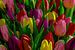 Beeldvullend tulpen meer kleuren van Willy Sengers