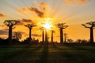 Zonnestralen Baobabs von Dennis van de Water Miniaturansicht