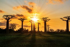 Zonnestralen Baobabs van Dennis van de Water