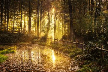 Music forest Belgium