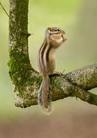 Ground squirrel in the forest