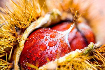 Herfst, wilde kastanje in dop van Jan Fritz