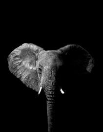 Elephant Black-White by Tanya Gorree