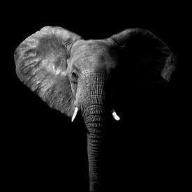 Elefant Schwarz-Weiß von Tanya Gorree