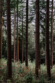A row of slender conifers as a landscape photograph in the Veluwe. by Koen Lipman