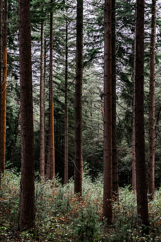 Bomenrij van slanke naaldbomen als landschapsfoto op de Veluwe.