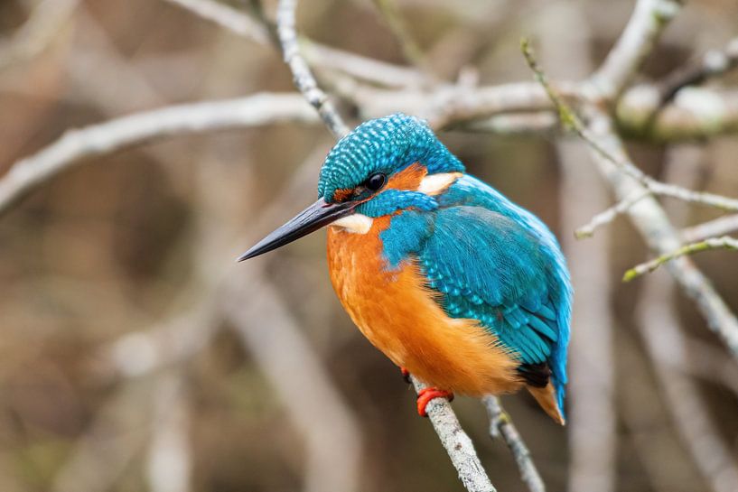 Kingfisher in the Weerribben Wieden by Merijn Loch