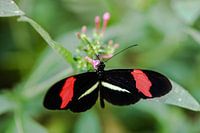 Vlinder