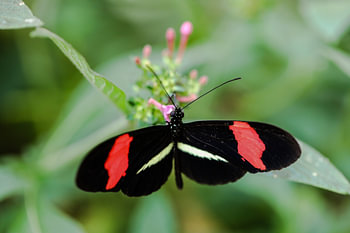 Vlinder