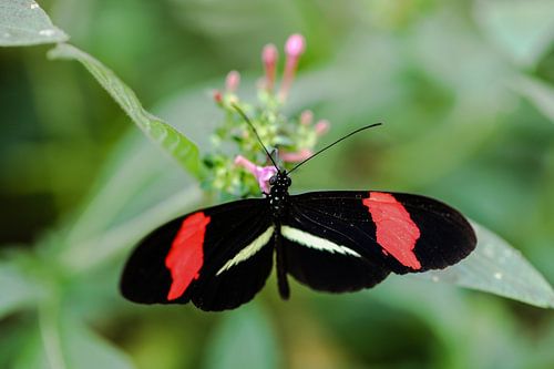 Vlinder