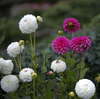 Fleurs